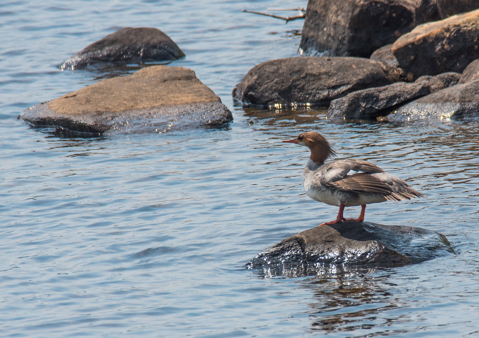 common merganser on a rock