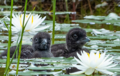Adirondack Chronicles 2019.4:  Eggs Hatched and Other Beauties!