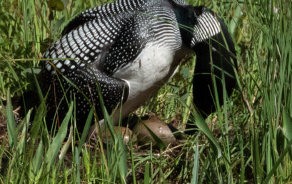 Adirondack Chronicles 2019.2:  The Loon Lives!