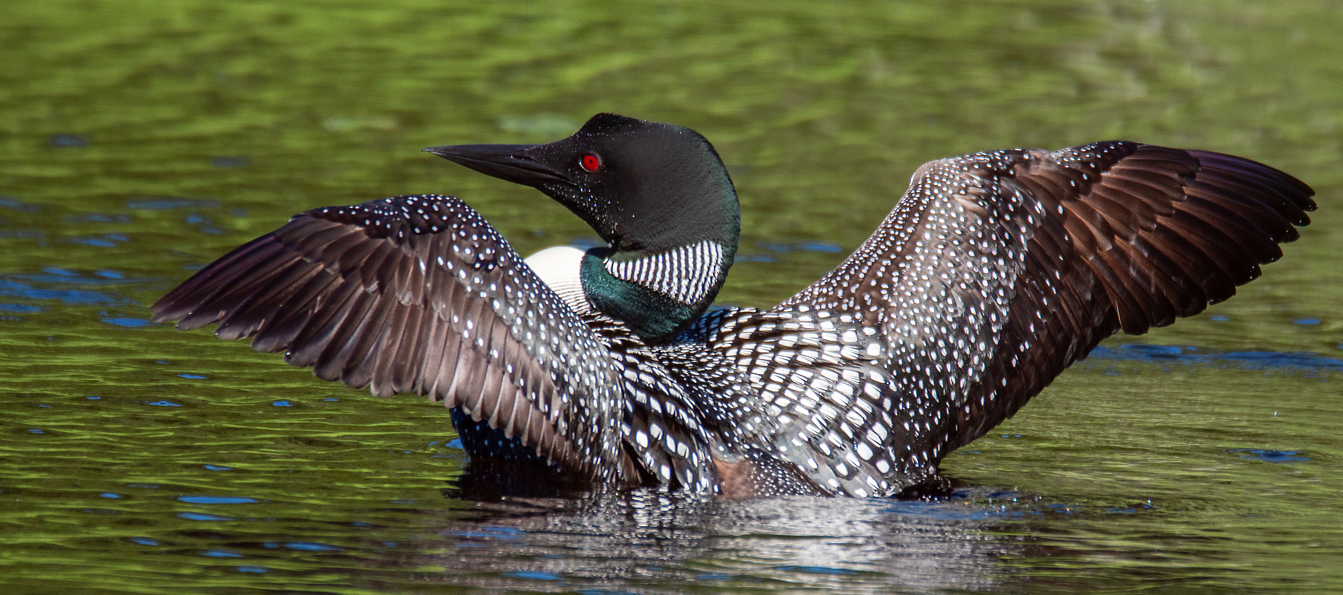 loon preening