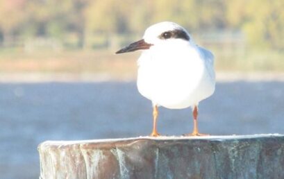 We Have Winners!  Backyard Birds Edition…