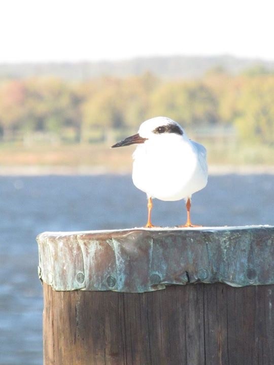 We Have Winners!  Backyard Birds Edition…