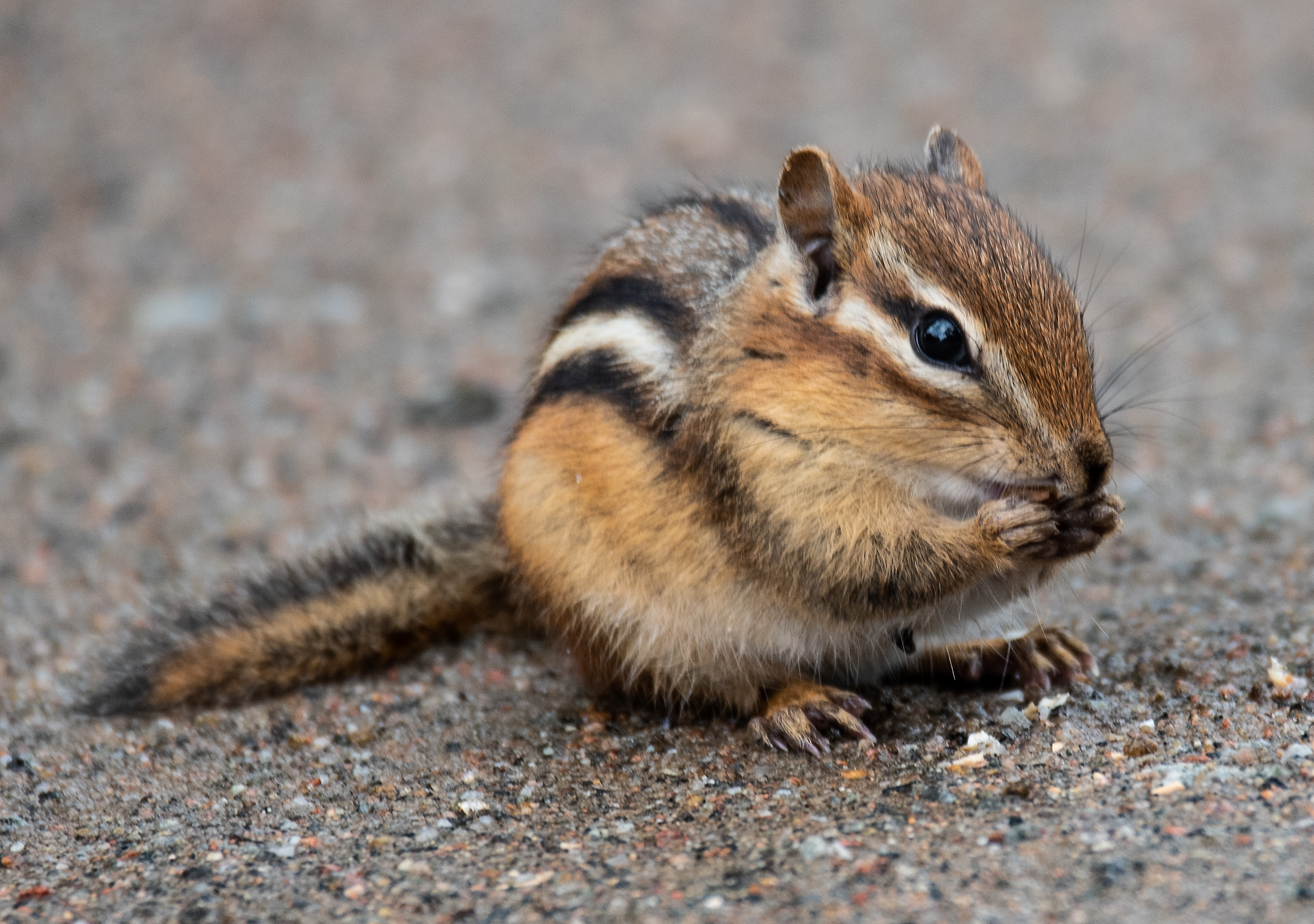Adirondack Chronicles 2020.2: Freedom Ringing Adirondack Chronicles 2020.2: Freedom Ringing