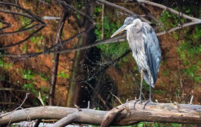 Adirondack Chronicles 2020.5 Until Next Year!