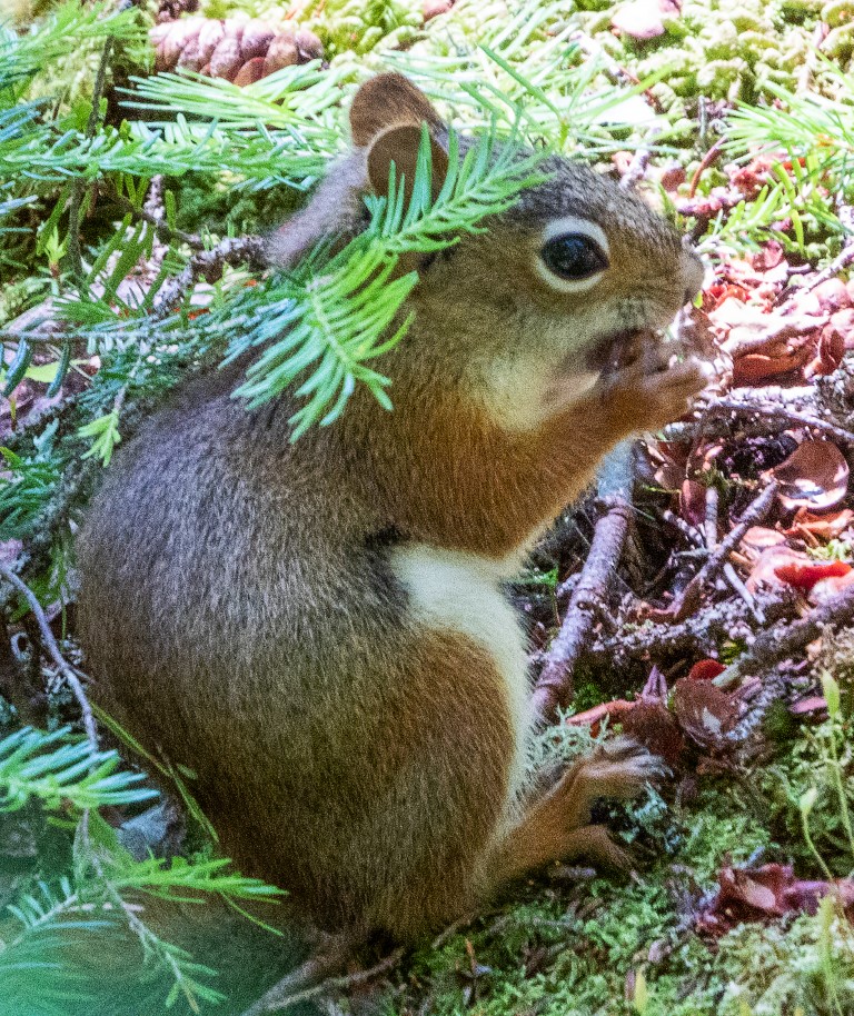 Adirondack Chronicles 2020.3: What the Forest Reveals Adirondack Chronicles 2020.3: What the Forest Reveals